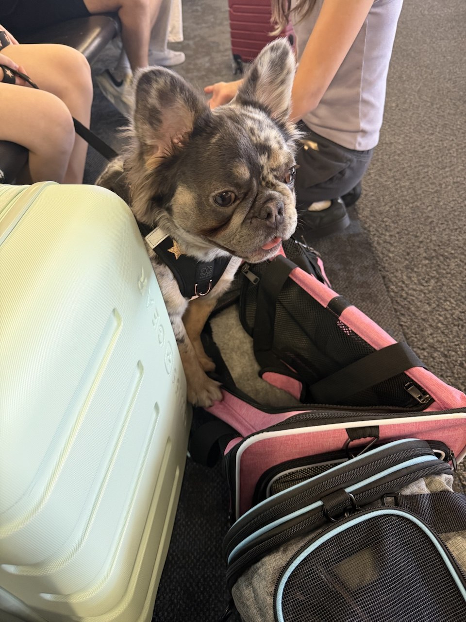 Laila's First Flight