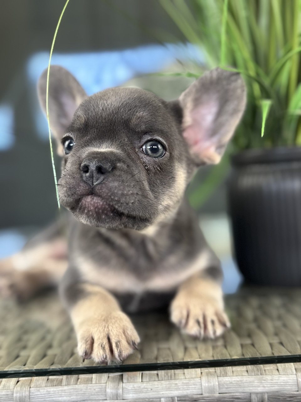 Linc - Lilac and Tan French Bulldog